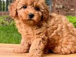 Female Teacup poodle - photo 2