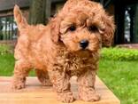 Female Teacup poodle - photo 5