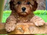 Female Teacup poodle - photo 6
