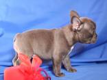 French Bulldog - Blue Girl - фото 2