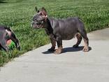 French Bulldog for rehoming