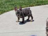 French Bulldog for rehoming