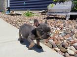 French Bulldog for rehoming
