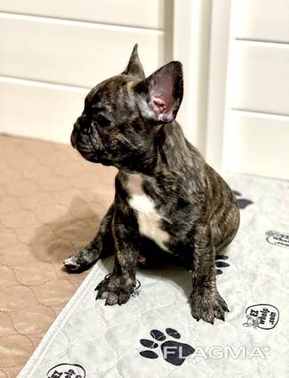 French bulldog merle girl