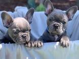 French bulldogs - photo 1