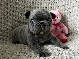 French Bulldogs