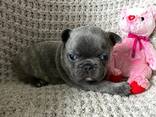 French Bulldogs - photo 1