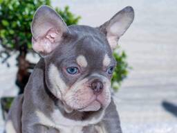 Frenchie bulldog puppies