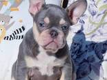 Frenchie bulldog puppies - photo 1