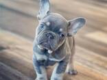 Frenchie bulldog puppies - photo 2