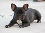 Frenchybulldog - фото 3