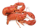Fresh and Frozen Lobster