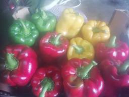 Fresh Capsicum peper