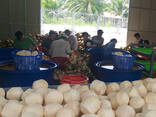 Fresh Coconut from Vietnam - photo 9