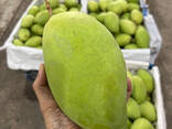Fresh Mango from Vietnam - photo 6