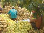 Fresh Mango from Vietnam - photo 7