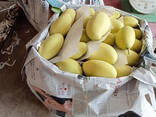 Fresh Mango from Vietnam - photo 8