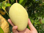 Fresh Mango from Vietnam - photo 9