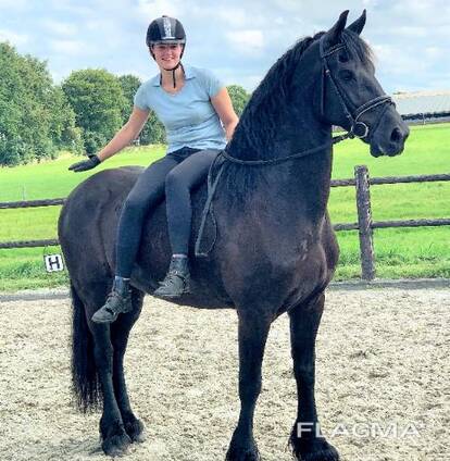 Lovely family horse pet