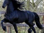 Lovely horse for sale - photo 1