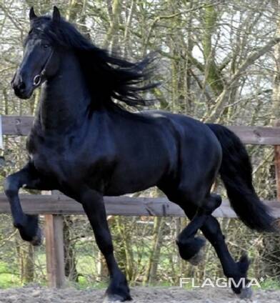 Lovely horse for sale