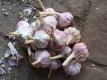 Garlic - photo 3