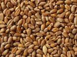 Grain. Зерно - photo 8