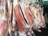 Halal Meat Mutton (Lamb) wholesale export - photo 1