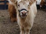 Highland mini cows for sale (cattlefarm. shop) - photo 1