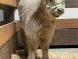 Highland mini cows for sale (cattlefarm. shop) - photo 2