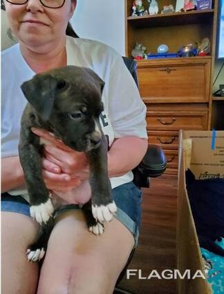 Home trained male and female America Pitbull terrier