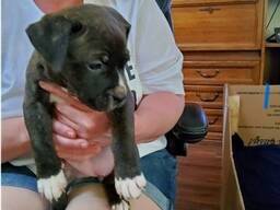 Home trained male and female America Pitbull terrier