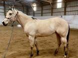 Horse - фото 1
