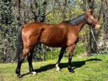 Horse - фото 6