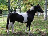 Horse - фото 8