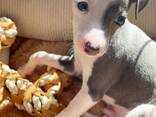 ITALIAN GRAY HOUND - фото 1