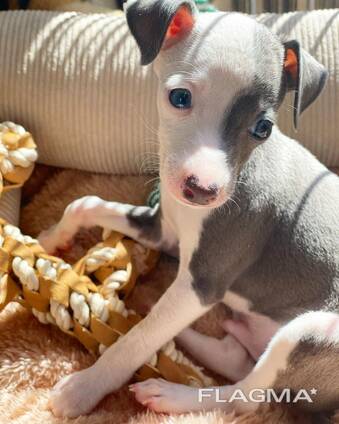 ITALIAN GRAY HOUND