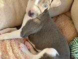 ITALIAN GRAY HOUND - photo 2