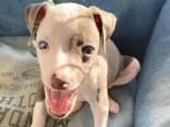 ITALIAN GRAY HOUND - photo 3