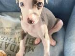 ITALIAN GRAY HOUND - фото 5