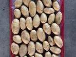 Potatoes Spunta - photo 1
