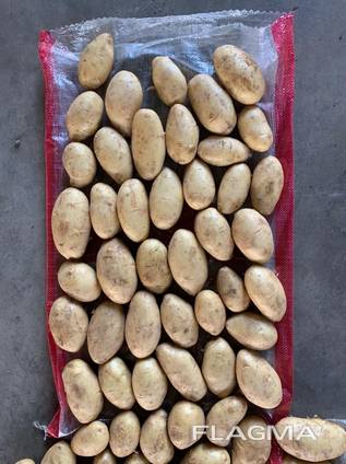 Potatoes Spunta