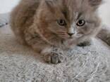 Kittens - photo 2