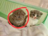 Kittens - photo 3