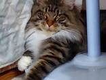 Maine Coon cats. Full set of documents. Excellent pedigree. - photo 2