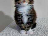 Maine Coon kittens. Full package of documents. Excellent pedigree. - фото 1