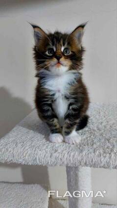 Maine Coon kittens. Full package of documents. Excellent pedigree.