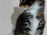 Maine Coon kittens. Full package of documents. Excellent pedigree. - фото 2