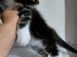 Maine Coon kittens. Full package of documents. Excellent pedigree. - фото 3