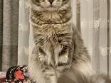 Maine Coon kittens. Full package of documents. Excellent pedigree. - фото 5